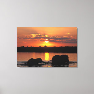 Afrika, Botsuana, Chobe-Nationalpark, Herde Leinwanddruck