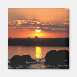 Afrika, Botsuana, Chobe-Nationalpark, Herde Magnet