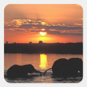 Afrika, Botsuana, Chobe-Nationalpark, Herde Quadratischer Aufkleber