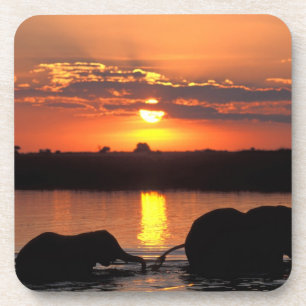 Afrika, Botsuana, Chobe-Nationalpark, Herde Untersetzer