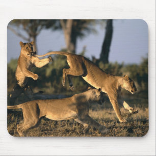Afrika, Botsuana, Chobe-Nationalpark, Löwinnen Mousepad