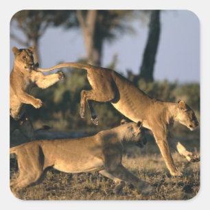 Afrika, Botsuana, Chobe-Nationalpark, Löwinnen Quadratischer Aufkleber