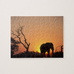 Afrika, Botsuana, Chobe-Nationalpark, Szene