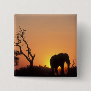 Afrika, Botsuana, Chobe-Nationalpark, Szene Button