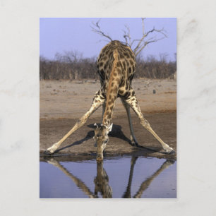 Afrika, Botsuana, Giraffe Postkarte
