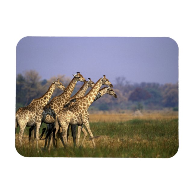 Afrika, Botsuana, Moremi-Wildreservat Magnet (Horizontal)