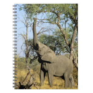 Afrika, Botsuana, Okavango-Delta. Afrikanischer 2 Notizblock