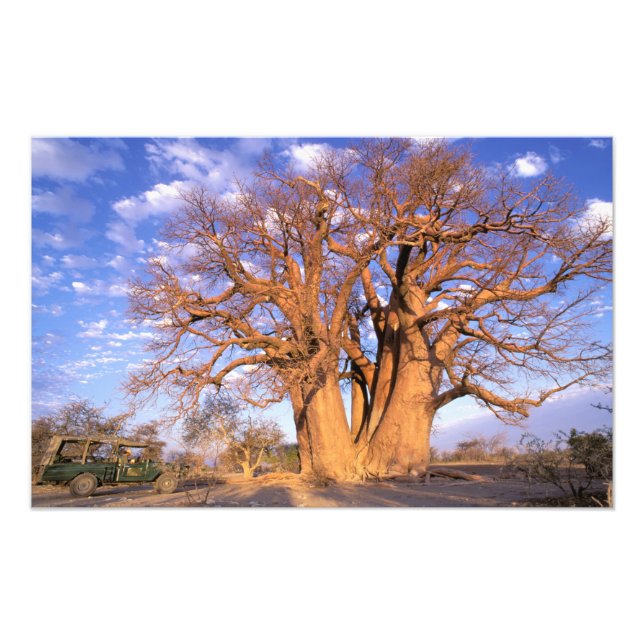 Afrika, Botsuana, Okavango-Delta. Baobab Fotodruck (Vorne)