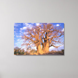 Afrika, Botsuana, Okavango-Delta. Baobab Leinwanddruck