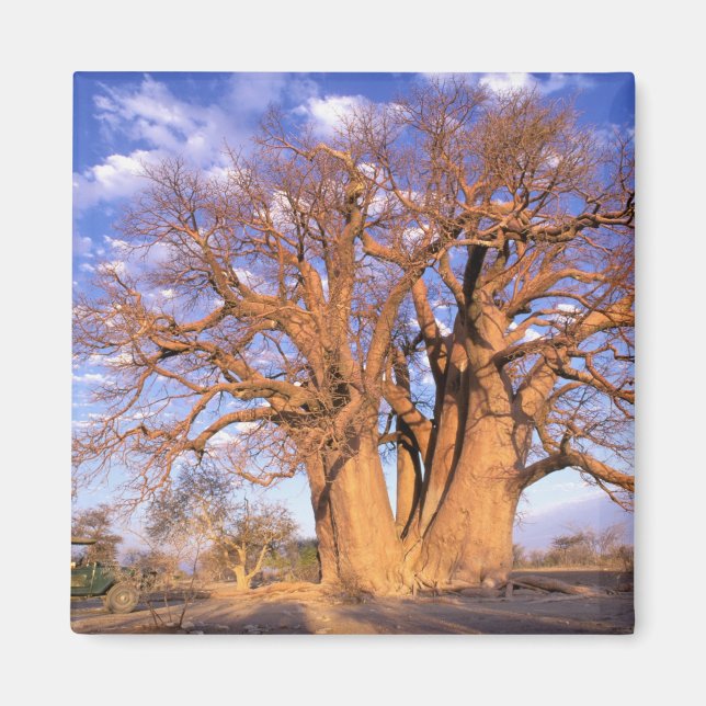 Afrika, Botsuana, Okavango-Delta. Baobab Magnet (Vorne)