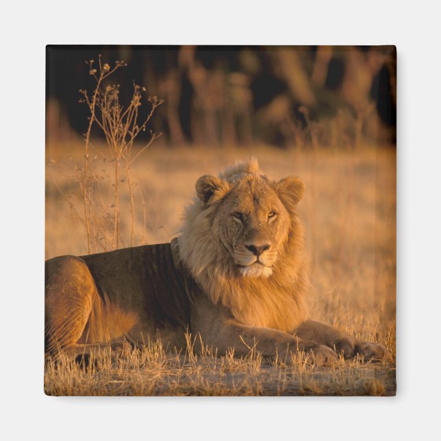 Afrika, Botsuana, Okavango-Delta. Löwe (Panthera Magnet (Vorne)