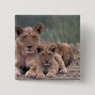 Afrika, Botsuana, Okavango-Delta. Löwen Button