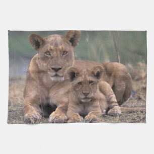 Afrika, Botsuana, Okavango-Delta. Löwen Handtuch