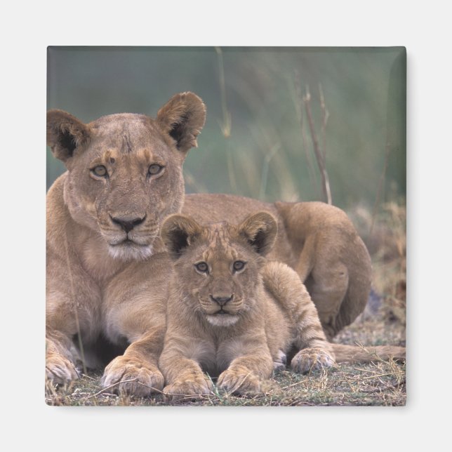 Afrika, Botsuana, Okavango-Delta. Löwen Magnet (Vorne)