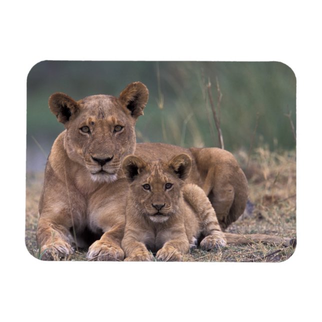 Afrika, Botsuana, Okavango-Delta. Löwen Magnet (Horizontal)