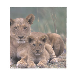 Afrika, Botsuana, Okavango-Delta. Löwen Notizblock