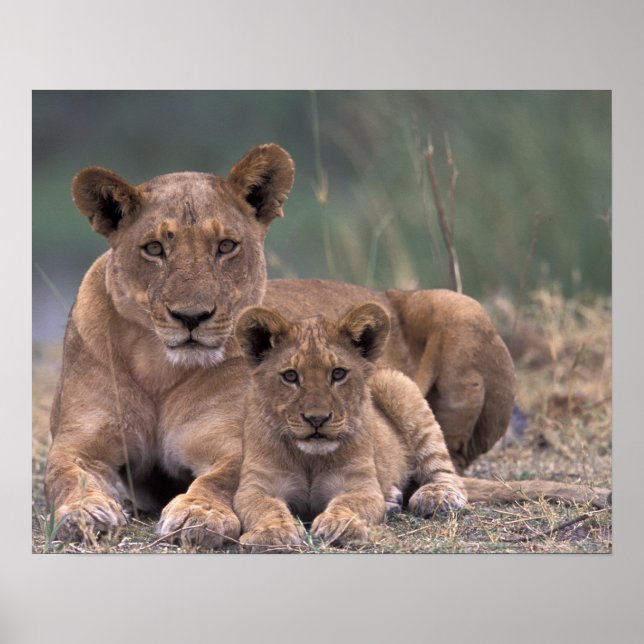 Afrika, Botsuana, Okavango-Delta. Löwen Poster (Vorne)
