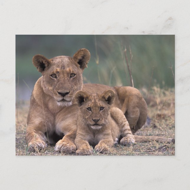 Afrika, Botsuana, Okavango-Delta. Löwen Postkarte (Vorderseite)