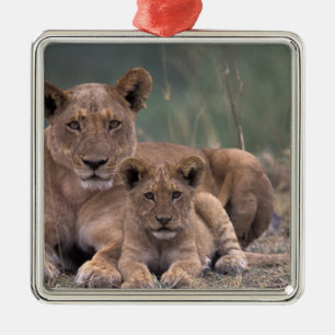 Afrika, Botsuana, Okavango-Delta. Löwen Silbernes Ornament