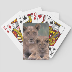 Afrika, Botsuana, Okavango-Delta. Löwen Spielkarten