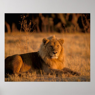 Afrika, Botsuana, Okavango-Delta Poster