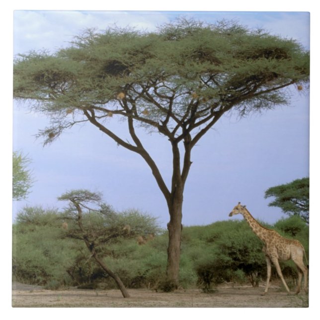 Afrika, Botsuana, Okavango-Delta. Süden Fliese (Vorderseite)