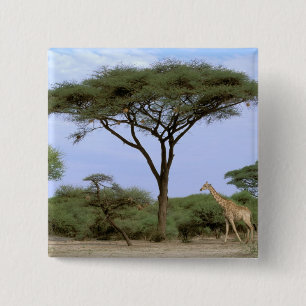 Afrika, Botsuana, Okavango-Delta. Südlich Button
