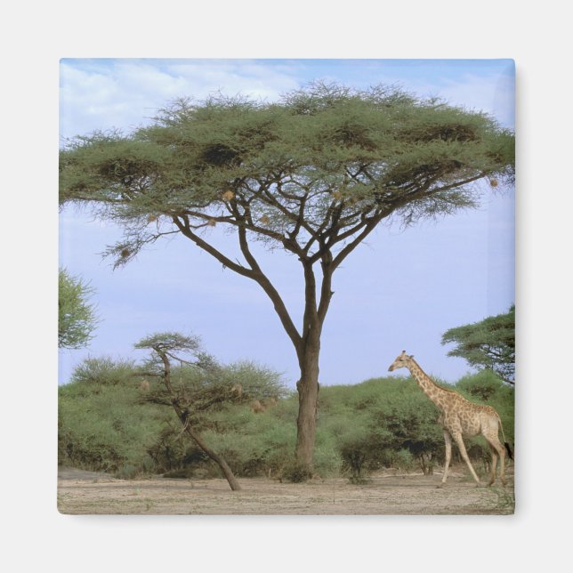 Afrika, Botsuana, Okavango-Delta. Südlich Magnet (Vorne)