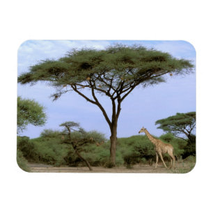 Afrika, Botsuana, Okavango-Delta. Südlich Magnet