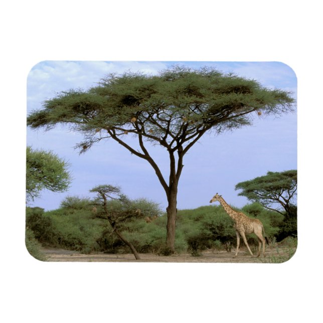 Afrika, Botsuana, Okavango-Delta. Südlich Magnet (Horizontal)