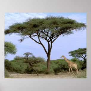 Afrika, Botsuana, Okavango-Delta. Südlich Poster