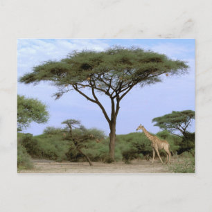 Afrika, Botsuana, Okavango-Delta. Südlich Postkarte