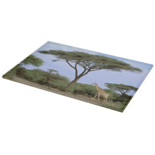 Afrika, Botsuana, Okavango-Delta. Südlich Schneidebrett