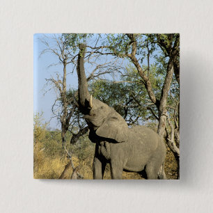 Afrika, Botsuana, Okavangodelta. Afrikanisch 2 Button