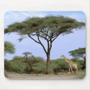 Afrika, Botsuana, Okavangodelta. Südlich Mousepad