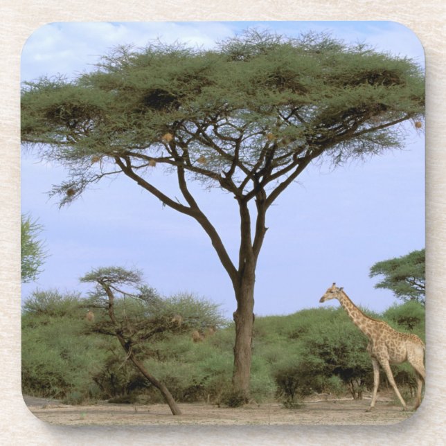 Afrika, Botsuana, Okavangodelta. Südlich Untersetzer (Vorderseite)