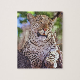 Afrika, Botsuana, Okvango-Delta, wilder Leopard. 2
