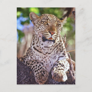 Afrika, Botsuana, Okvango-Delta, wilder Leopard. 2 Postkarte