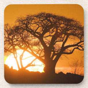 Afrika, Botsuana, Sonnenuntergang Silhouetten Baob Getränkeuntersetzer