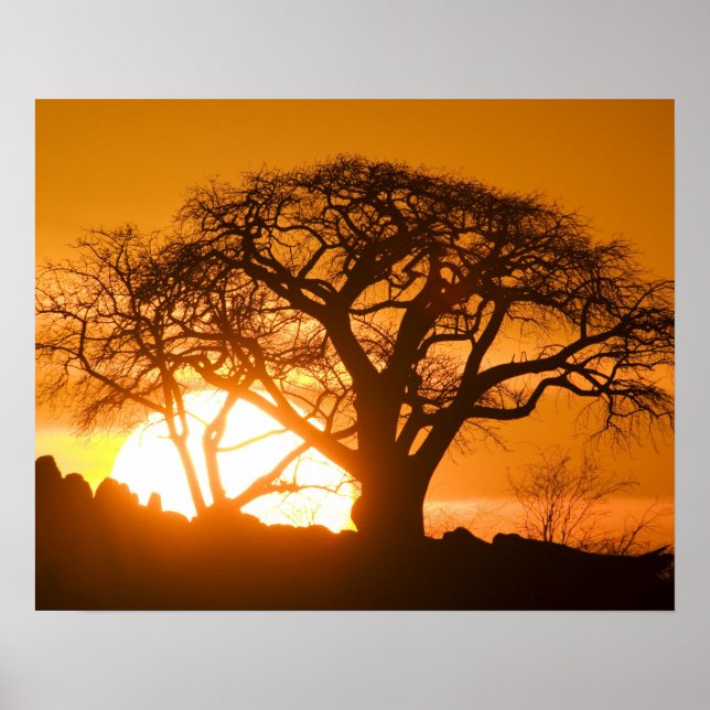 Afrika, Botsuana, Sonnenuntergang Silhouetten Baob Poster (Vorne)