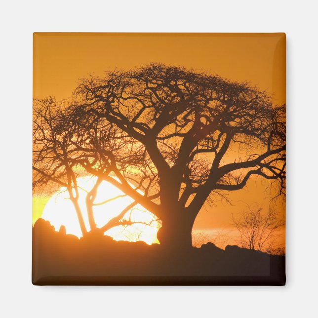 Afrika, Botsuana, Untergehende Sonne silhouettiert Magnet (Vorne)