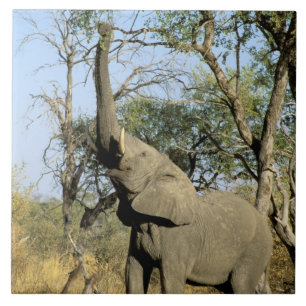 Afrika, Botswana, das Okavango-Delta. Afrika 2 Fliese