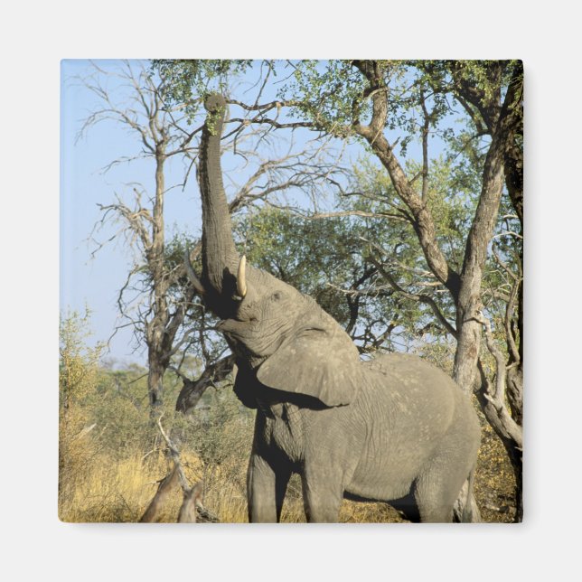 Afrika, Botswana, das Okavango-Delta. Afrika 2 Magnet (Vorne)