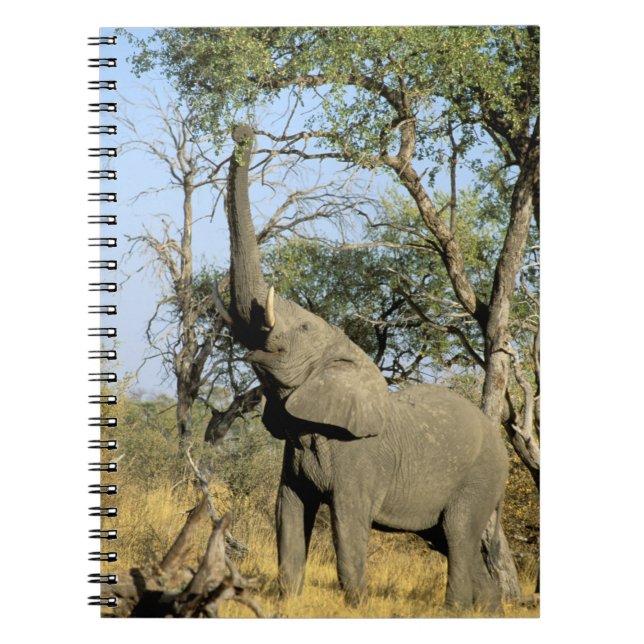 Afrika, Botswana, das Okavango-Delta. Afrika 2 Notizblock (Vorderseite)