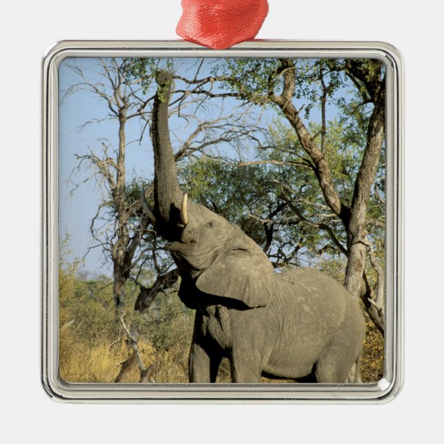 Afrika, Botswana, das Okavango-Delta. Afrika 2 Silbernes Ornament (Vorne)