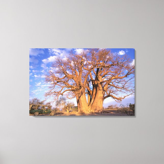 Afrika, Botswana, das Okavango-Delta. Baobab Leinwanddruck (Vorderseite)