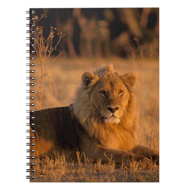 Afrika, Botswana, das Okavango-Delta. Löwe (Panthe Notizblock (Vorderseite)