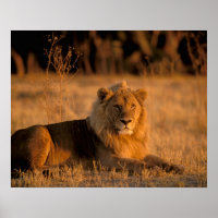 Afrika, Botswana, das Okavango-Delta. Löwe (Panthe