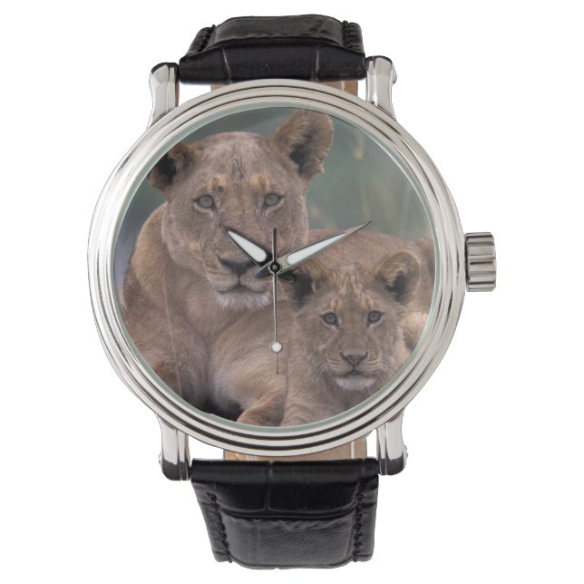 Afrika, Botswana, das Okavango-Delta. Löwen Armbanduhr (Vorderseite)