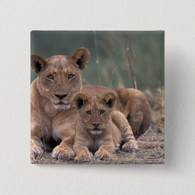 Afrika, Botswana, das Okavango-Delta. Löwen Button (Vorderseite)